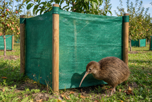 Load image into Gallery viewer, green wind break knitted fabric, young tree guard , square box shape supported by wood stakes, and kiwi bird