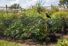 Load image into Gallery viewer, HDPE black bird netting on plants UV 30GSM 
